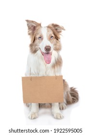 Border collie dog sits with empty cardboard on it neck. isolated on white background