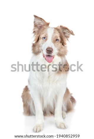 Border collie dog sits and looks at camera. isolated on white background.