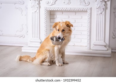 Border Collie Dog Sitting Home With Empty Iron Bowl In His Teeth On White Background