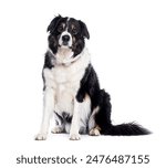 Border collie dog sitting and looking with intense stare on white background