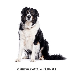 Border collie dog sitting and looking with intense stare on white background - Powered by Shutterstock