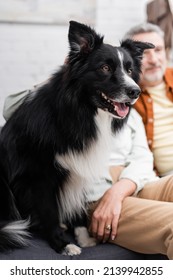 Border Collie Dog Sitting On Couch Near Couple At Home