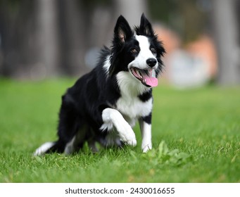 Border Collie dog sitting on the grass and looking at the camera - Powered by Shutterstock