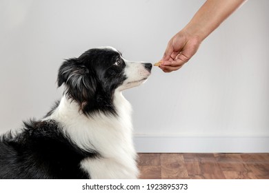 Border Collie Dog Smelling A Human Hand With Dog Food