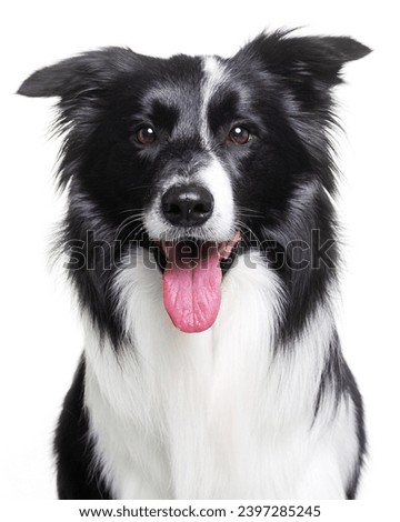 Border collie, dog, smile, portrait on a white background, isolate