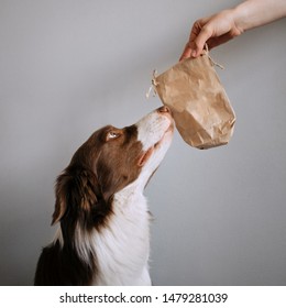 Border Collie Dog Sniffing A Yummy Treat Bag Held By The Owner