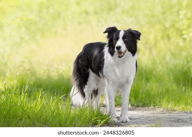 Border Collie dog standing in green grass. Dog on walk. - Powered by Shutterstock