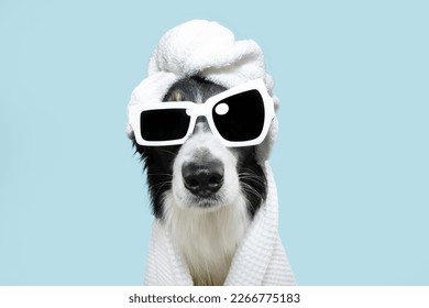 Border collie dog summer going on vacations. Puppy relaxing spa wrapped with a white towel and sunglasses. Isolated on blue pastel background. - Shutterstock ID 2266775183
