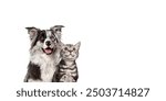 Border collie dog and tabby cat sitting together on a white background