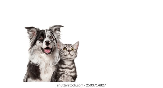 Border collie dog and tabby cat sitting together on a white background - Powered by Shutterstock