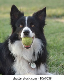 Border Collie Dog With A Tennis Ball In His Mouth