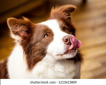 Border Collie Dog With Tongue Licking Nose, Big Brown Eyes Looking Up