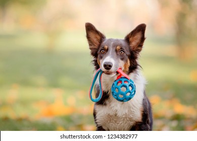 Border collie dog with toy. Dog holding a ball in her mouth. Autumn concept. Autumn leaves. Fall season
