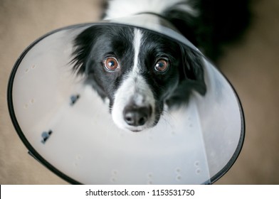 A Border Collie dog wearing a protective Elizabethan collar after surgery
