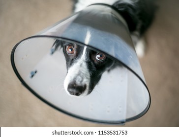 A Border Collie dog wearing a protective Elizabethan collar after surgery - Powered by Shutterstock