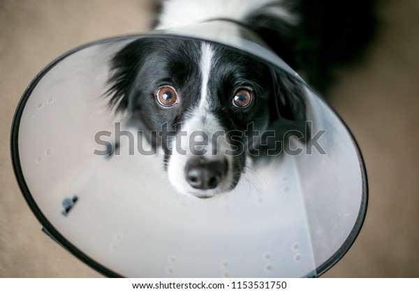 border collie protective