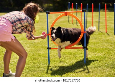 Border collie dog and a woman on an agility field - Powered by Shutterstock