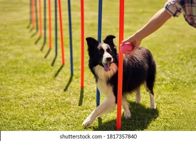 Border collie dog and a woman on an agility field - Powered by Shutterstock