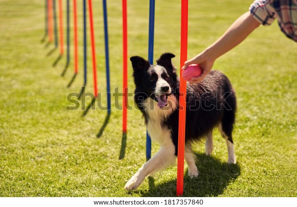 Border collie\
dog and a woman on an agility\
field