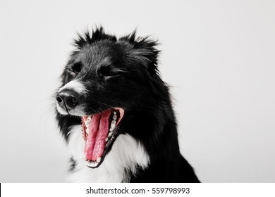 why does my dog keep yawning