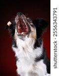 Border collie dogs portrait catching treats