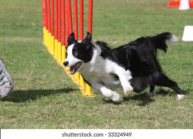A Border Collie Doing Dog Agility