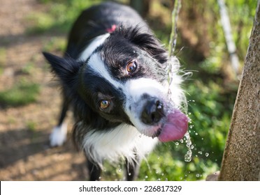 border collie drinking water from the fountain
