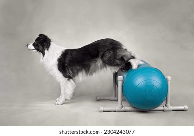 Border collie durig dog fitness paw trainig for stretching on a balance ball - Powered by Shutterstock