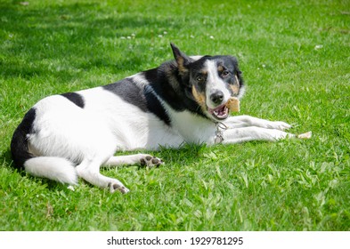 Border Collie Eating A Bone