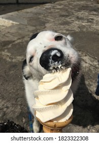 Border Collie Eating An Ice Cream