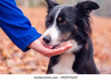 Border Collie Eating Treat Of A Hand