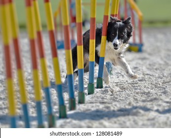 border collie exercising - Powered by Shutterstock