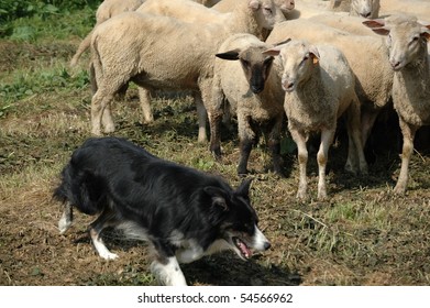 Border Collie And Flock Of Sheep