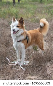 A border collie in the forest