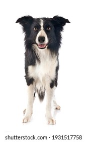 Border Collie In Front Of White Background