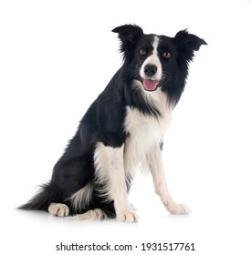 Border Collie In Front Of White Background