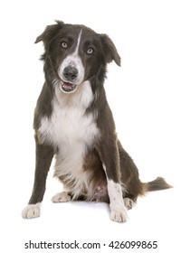 Border Collie In Front Of White Background