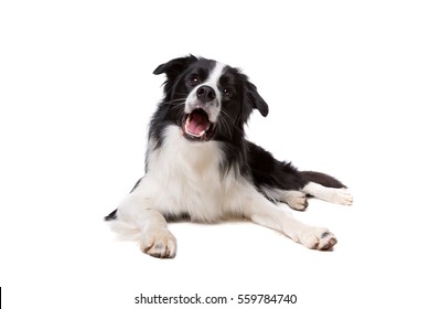 Border Collie in front of a white background