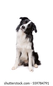 Border Collie In Front Of A White Background