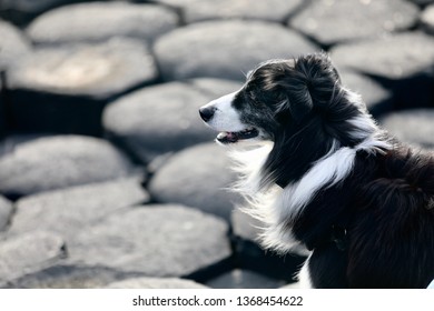 Collie Pattern Stock Photos Images Photography Shutterstock