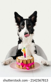 444 Border Collie Birthday Images, Stock Photos & Vectors | Shutterstock