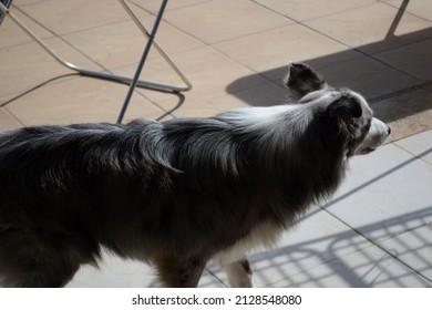 Border Collie With Gray And White Fur