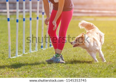 Border collie with handler running in agility competition Stock photo © 