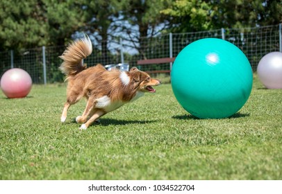 herding ball border collie