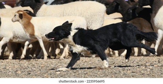 Border collie herding Boesmanlander breed sheep on a remote farm in Bushmanland, South Africa - Shutterstock ID 2235956695
