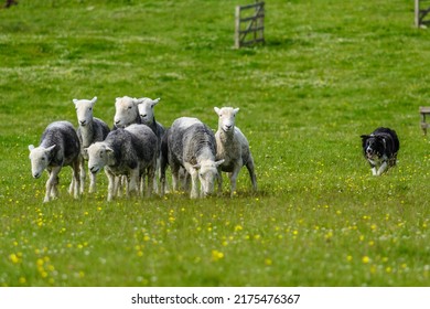 Border Collie Herding A Flock Of Sheep