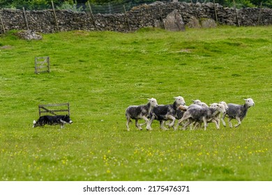 Border Collie Herding A Flock Of Sheep