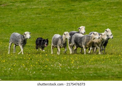 Border collie herding a flock of sheep - Shutterstock ID 2175476373