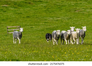 Border Collie Herding A Flock Of Sheep