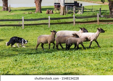 A Border Collie is herding a group of sheep in Churchill farm national park of Phillip island Melbourne Australia.
It is a working and herding dog breed developed in the Scottish borders. 